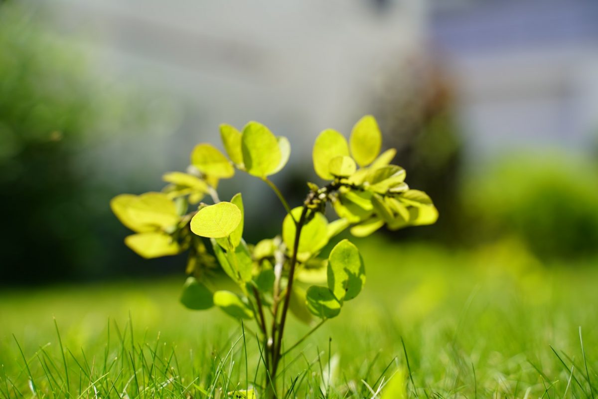 Abélia : plantation et entretien de cet arbuste