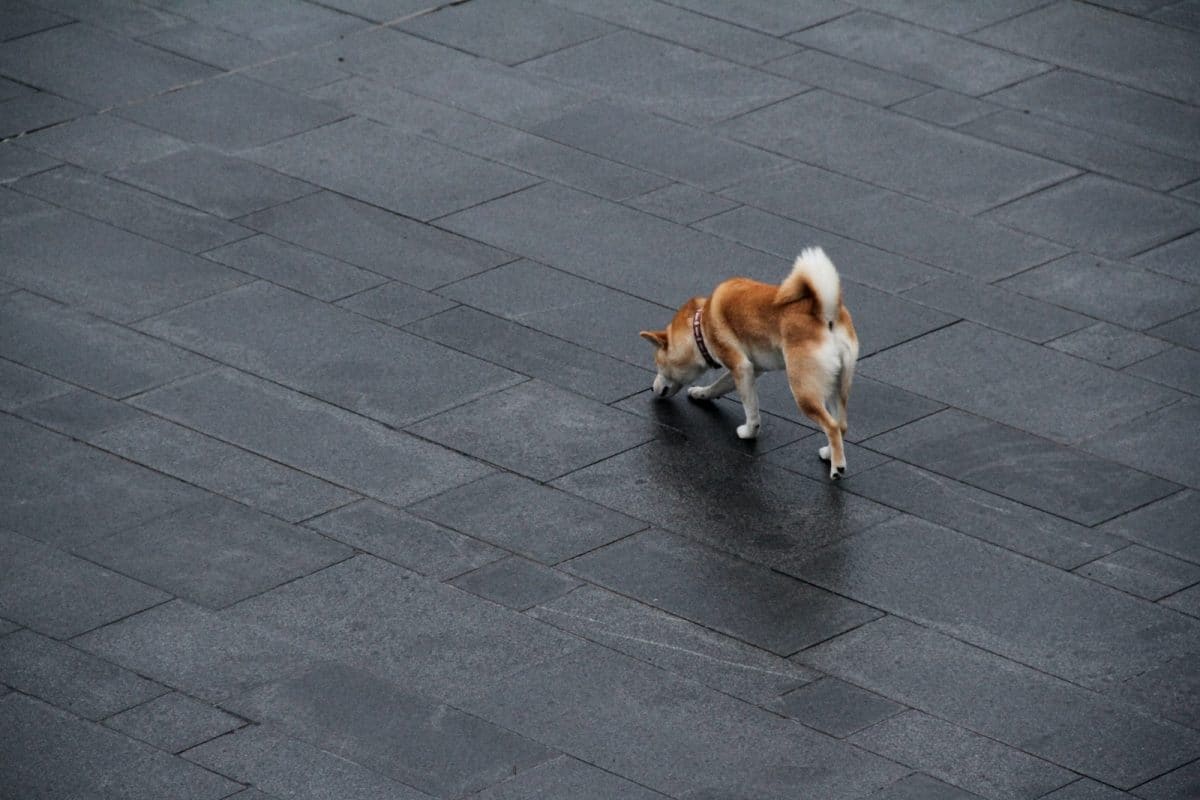 Présentation des races de chien japonais les plus anciennes 