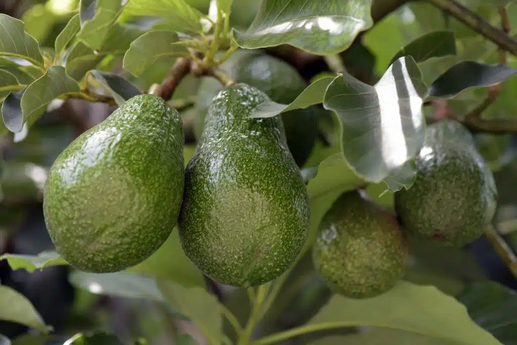 faire pousser des avocats