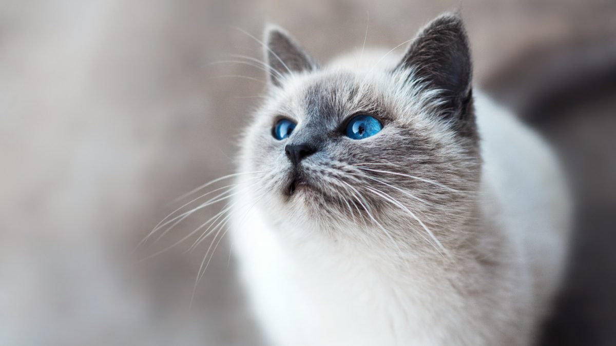 Chat malade : quand faut-il consulter un vétérinaire ?