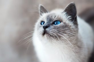 Chat malade : quand faut-il consulter un vétérinaire ?