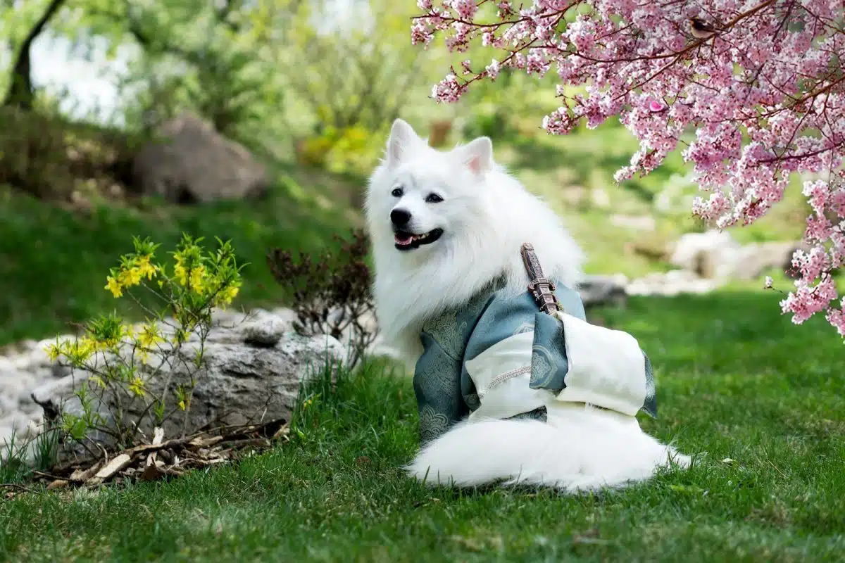 Présentation des races de chien japonais les plus anciennes
