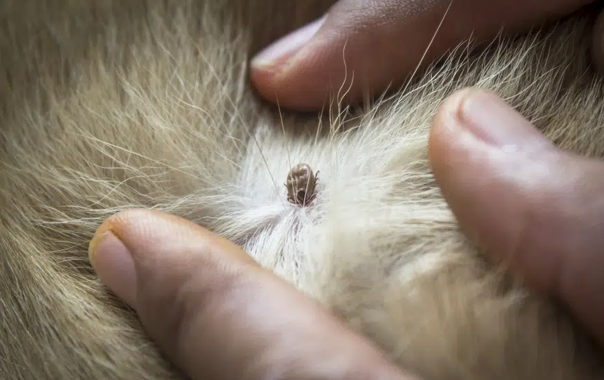 enlever les tiques naturellement