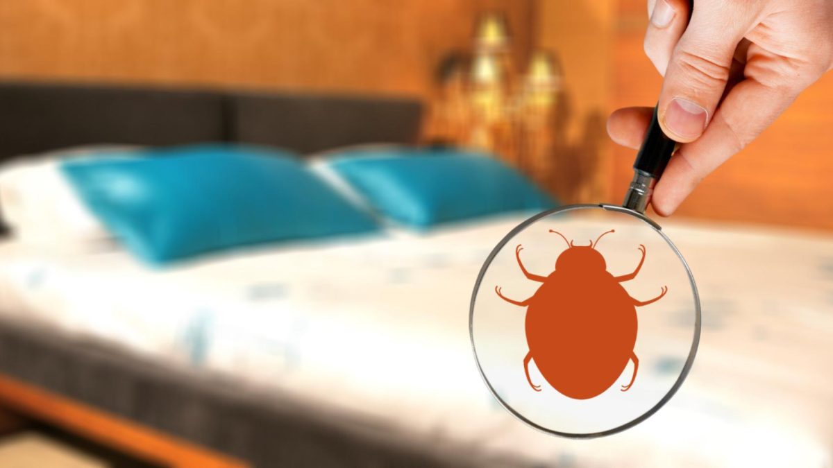 Quand faire appel à un exterminateur de punaise de lit ?