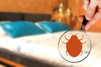 Quand faire appel à un exterminateur de punaise de lit ?