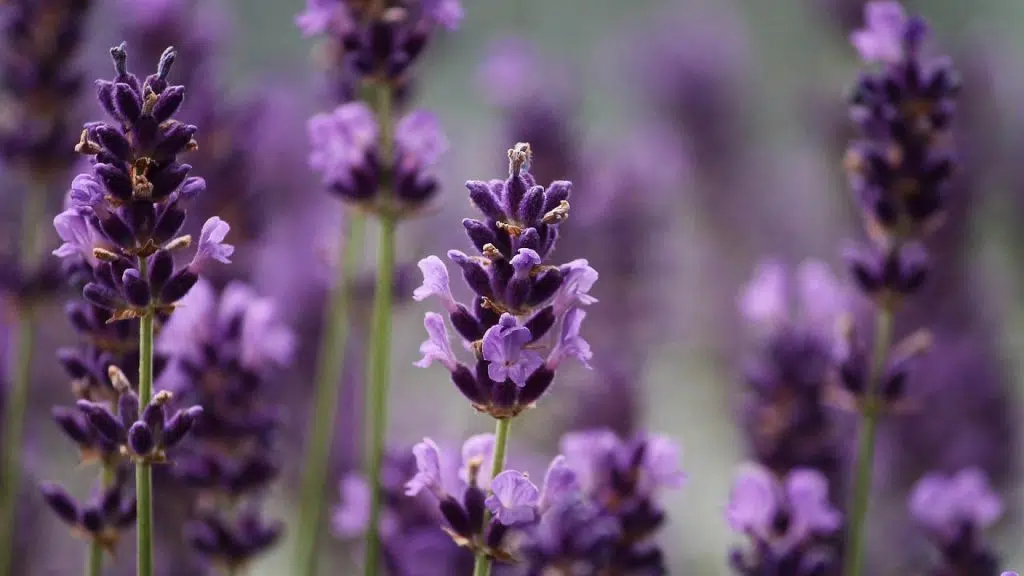 Quel bouquet de fleurs porter lors de son mariage ?