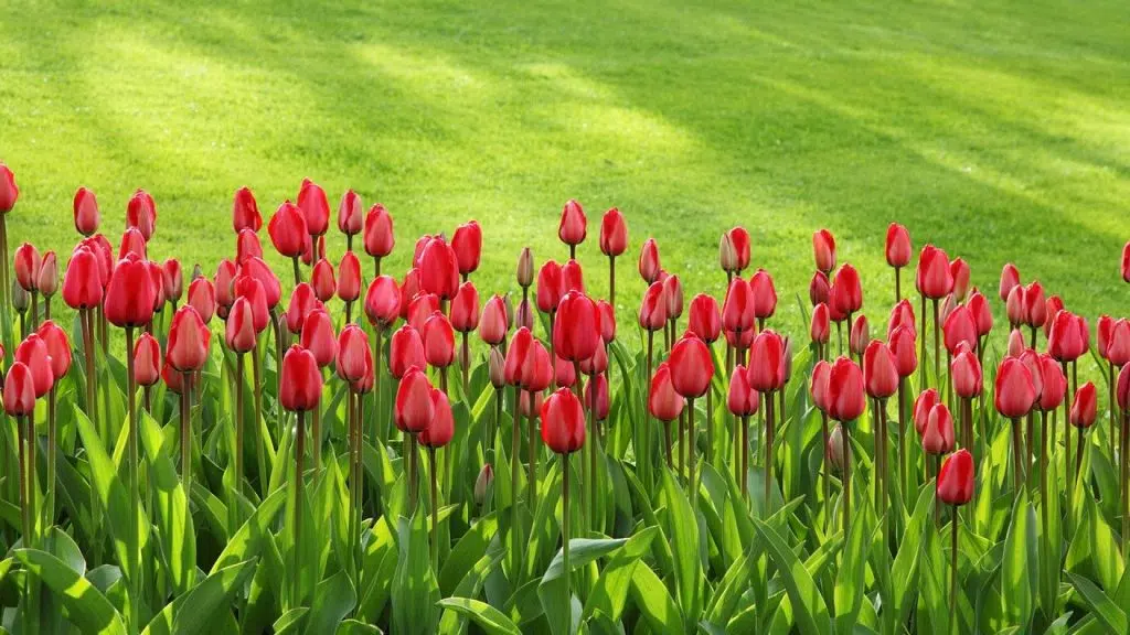 Quelle gerbe de fleurs acheter pour déposer sur une tombe ?