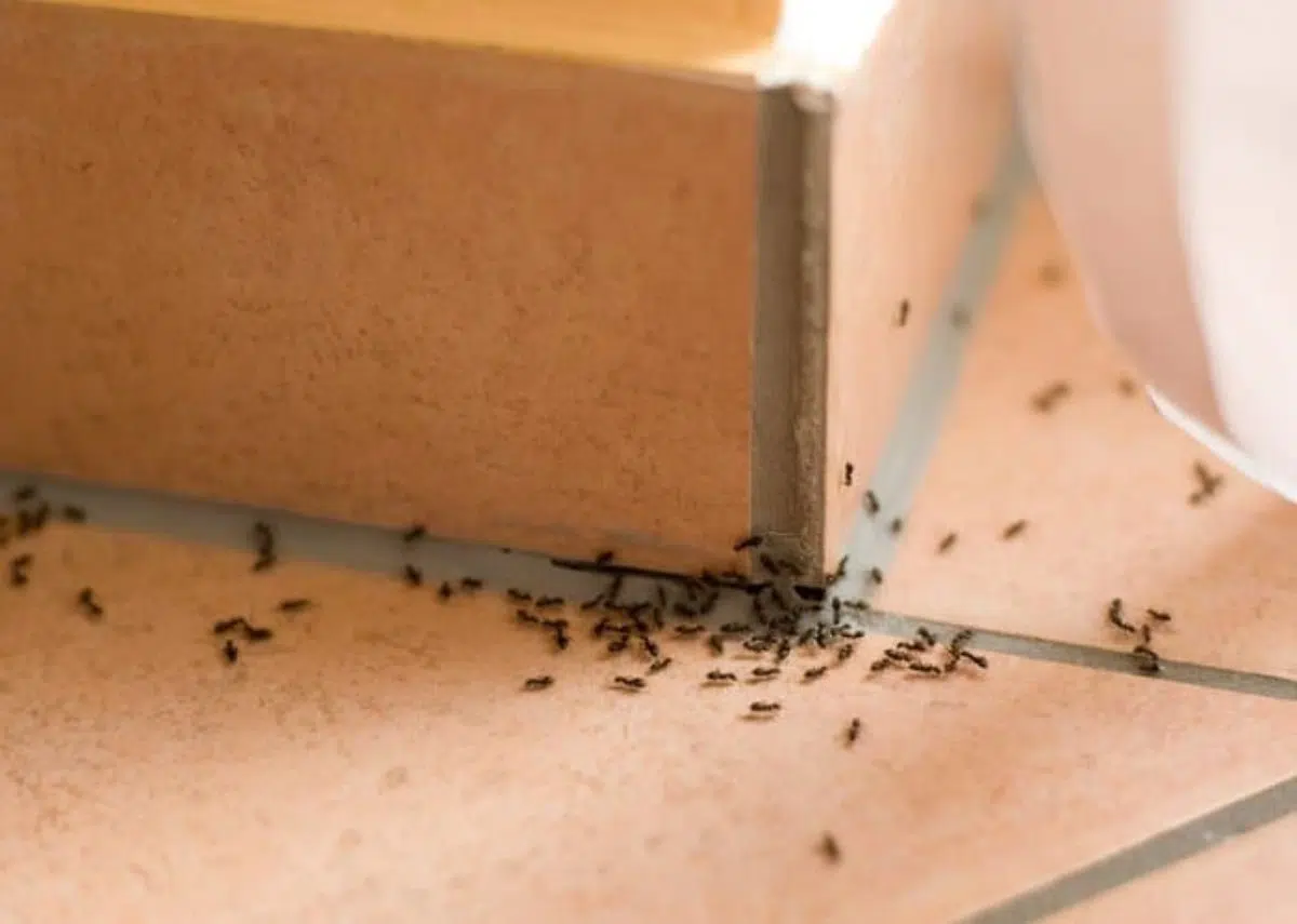 se débarrasser des fourmis naturellement
